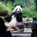 판다 이미지