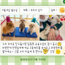 펫슨조이 이미지