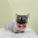 미야옹실 이미지