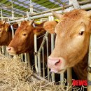 중앙가축약품 이미지