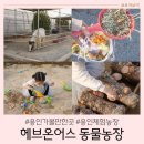 보미농장 | 용인체험농장 헤브온어스 동물농장 4세 아이와 방문후기