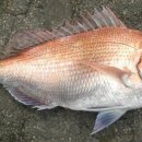 마블피시 이미지