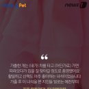 멍멍이 집 이미지