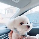 부티크멍 애견미용실 이미지