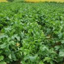 천지원 농장 이미지