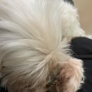 사랑하는 우리 토토~ 이미지