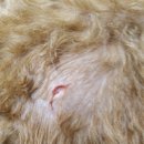 문정탑동물병원 이미지