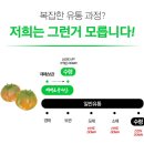 부산산업용품상협동조합 | 토마토<부산 대저 짭잘이토마토 : 짭짤이토마토, 대저토마토, 대저짭짤이토마토, 가정용토마토>