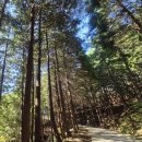 편백자연휴양림 | 하동 편백 자연휴양림 글램핑 후기