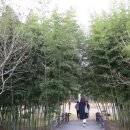 라스텔라편백숲 | 1박 2일 가을여행(2019.11.16-17), 둘째 날(라스텔라편백숲, 고서회관, 소쇄원, 담양제과, 죽녹원, 메타...