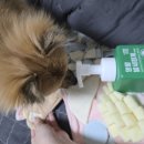헬로펫 | [헬로마이펫 강아지발세정제 후기] 다이소입점 신제품으로 만나는 강아지발샴푸