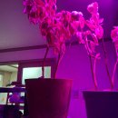 광선축사 이미지