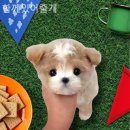 함께 있어줄개 이미지