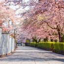 2024년 일본 벚꽃 개화 시기와 벚꽃 명소 10곳 이미지