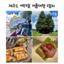 돼지토끼 | 제주도 4박5일 여행 3일차 | 쇠소깍 카약·토끼나무숲·곱들락 흑돼지 맛집