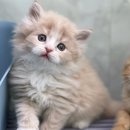 고양이가정분양 자체브리딩 니팅캣 이미지