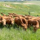 왕성축산 이미지