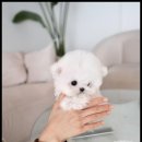 조이퍼피 강아지분양 네이버블로그