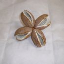 머루다래 이미지