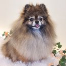 바니펫살롱 이미지