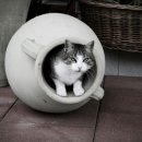 이층집고양이 네이버블로그