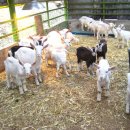 쌍용목장 이미지