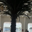 할로하우디(HALO HOWDY) | 평택 할로하우디(halo howdy) 방문 후기