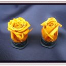 프리저브드 플라워 이미지