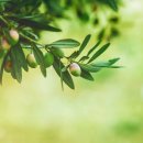 반려식물(홈가드닝) 이미지