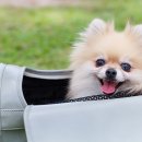 대전애견경매장 이미지