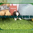 미스터브리더 | 곰인형? 밀양 애견분양, 테디비숑 실물 영접 후기