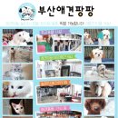 부산애견팡팡 이미지