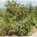 풍성농장 이미지