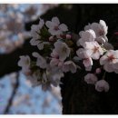 벚꽃길주유소 이미지