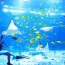 아쿠아리움 이미지