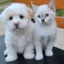 잘하는 동물메디컬센터 이미지