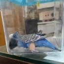 더독 동물병원 이미지