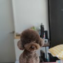 트레밍MM | 긍정강화그루밍, 피어프리 교육 반려견미용실 망원동 애견미용 트레밍MM 고객후기!