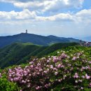 소백산인삼시장