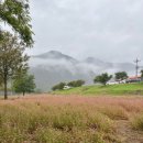 메밀꽃회관 이미지