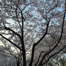 서울숲 무지개터널 앞 | 서울 성동 서울숲 벚꽃 스팟 포토존 위치 가는길 무료주차 정보