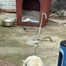 제주 생갈비 이미지