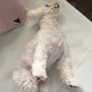 우보리