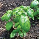 허브여인