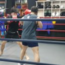 고릴라 복싱 이미지