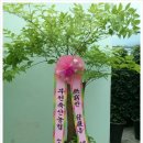 행복나무 - 서귀포시 | 행복나무