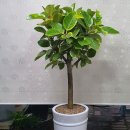 SK푸른주유소 이미지