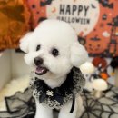 코코바리 이미지