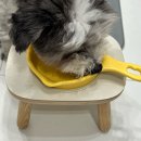 와락펫푸드 이미지