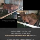 공주목장 이미지